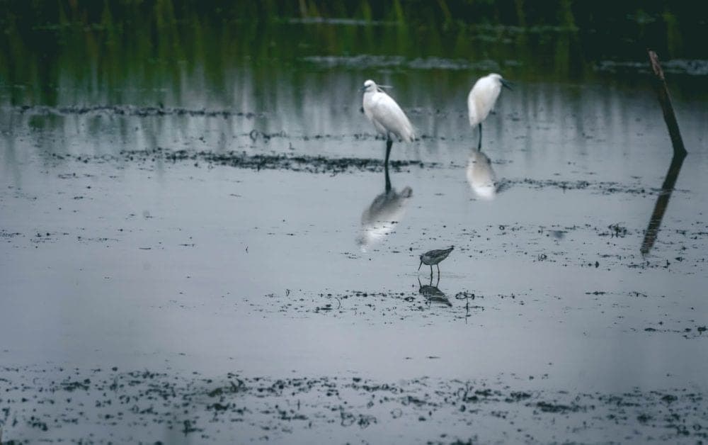 Three birds wade in a calm, reflective wetland.