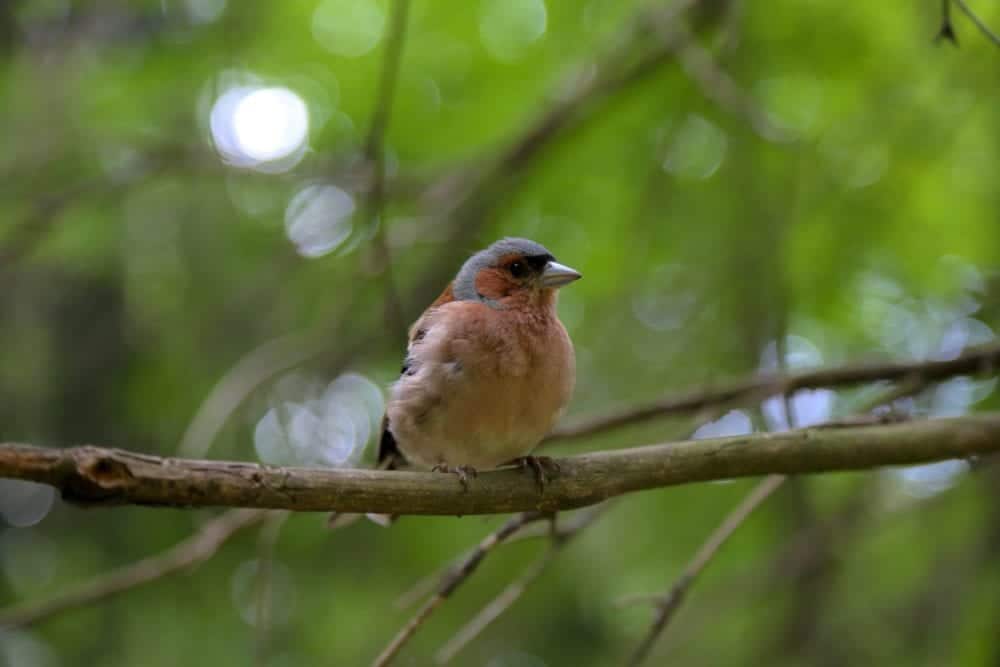 A small bird with a pinkish belly and a blue-gray cap perches on a branch amidst a green, blurred background. A small bird with a pinkish belly and a blue-gray cap perches on a branch amidst a green, blurred background.