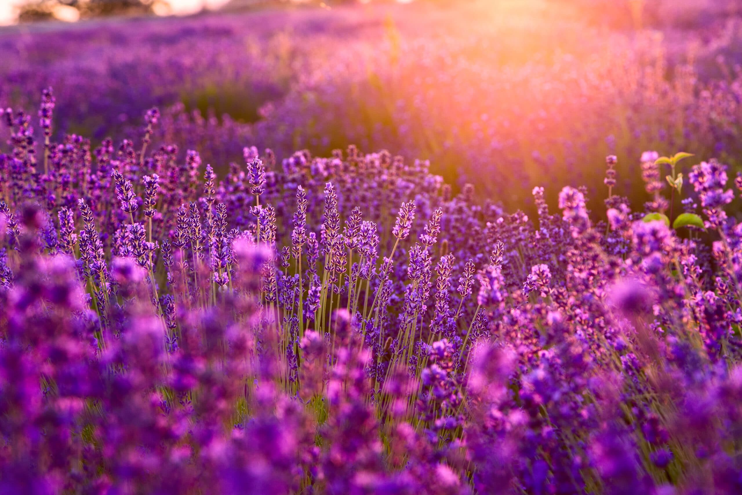 A vibrant lavender field bathed in warm sunlight.