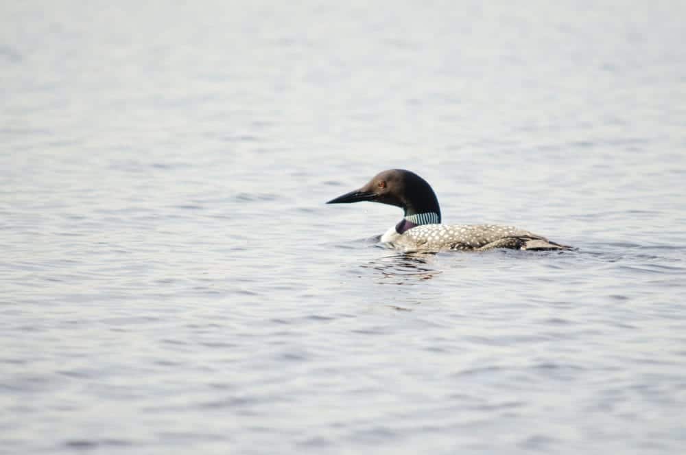A common loon swimming in calm waters.